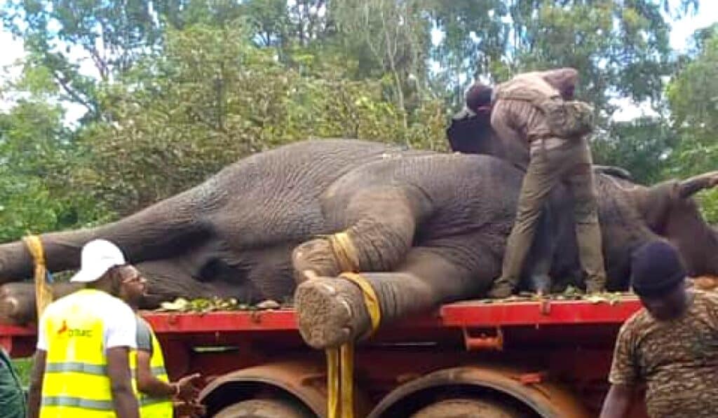 capture de l'éléphant Ahmed, en Côte d'Ivoire