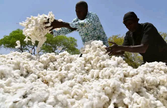 Côte d’Ivoire : la production cotonnière rebondit à plus de 300 000 tonnes