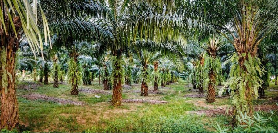 Côte d’Ivoire : plus de 118,755 milliards de FCFA injectés dans le secteur du palmier à huile