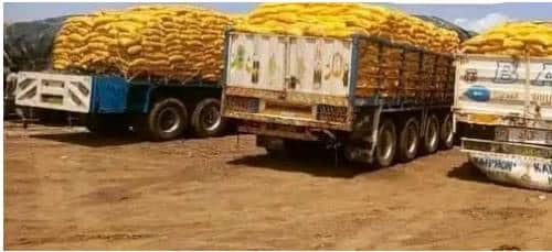 Burkina Faso : confiscation de plus de mille tonnes de riz impropre